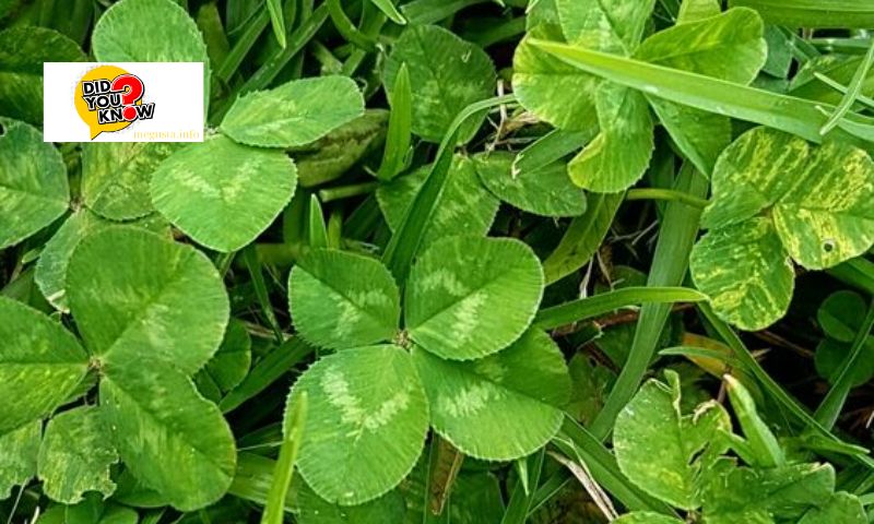 Overview of Common Weeds in Vietnam