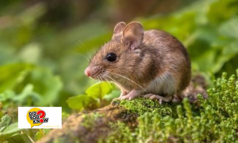 Importance of Studying Mouse Life Cycle