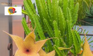 The Technique of Cultivating Starfish Cactus