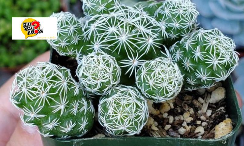 The Technique of Cultivating Starfish Cactus