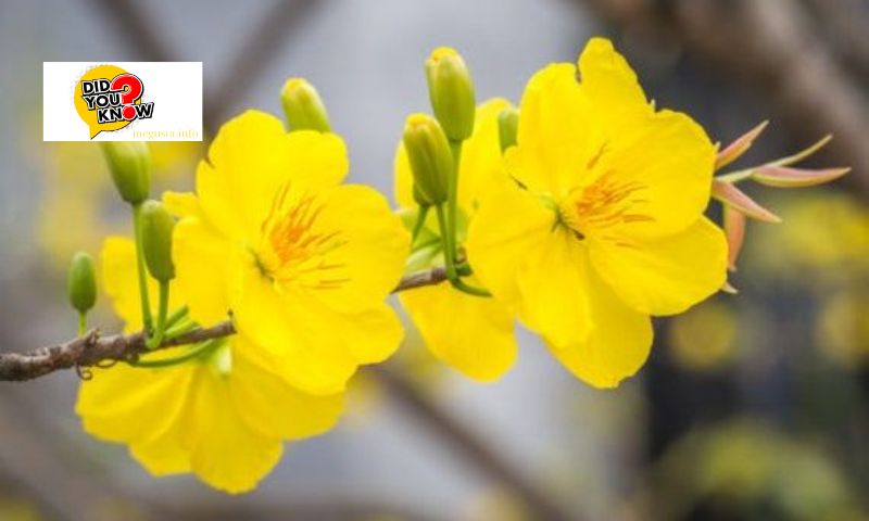 Techniques for cultivating golden apricot blossoms