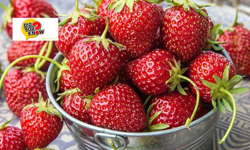 Understanding Strawberry Growth Factors