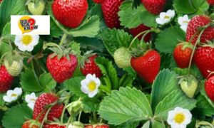 How to make strawberries produce more fruit