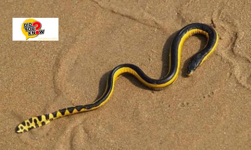 Yellow-Bellied Water Snake