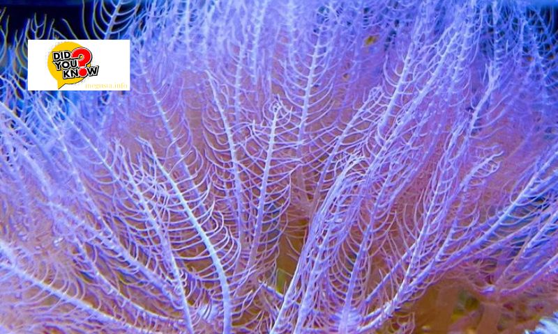 Major Types of Coral Found in Vietnam