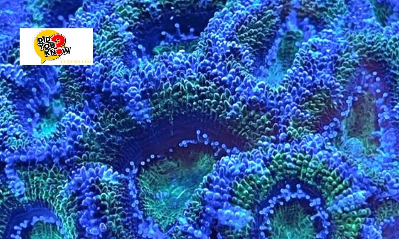 What are Coral Types?