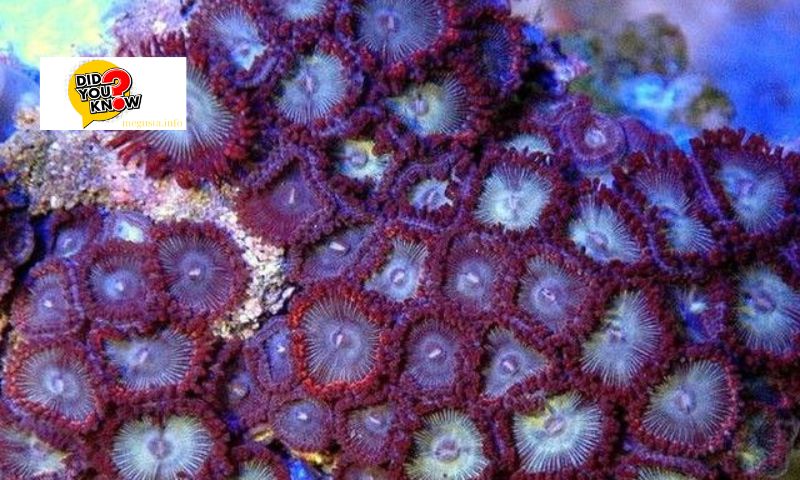 Tropical Coral Types in Vietnam