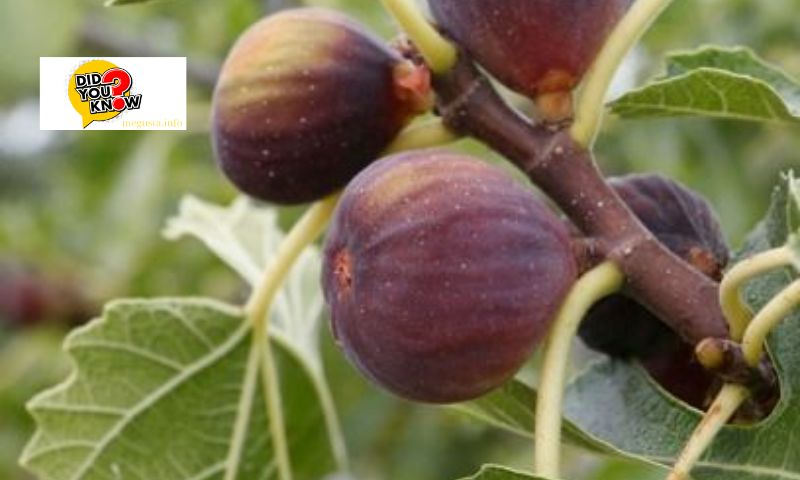 Factors Influencing Fruit Production in Fig Trees