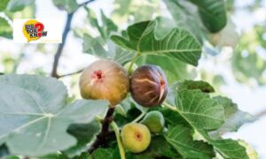 Why Does the Fig Tree Not Bear Fruit