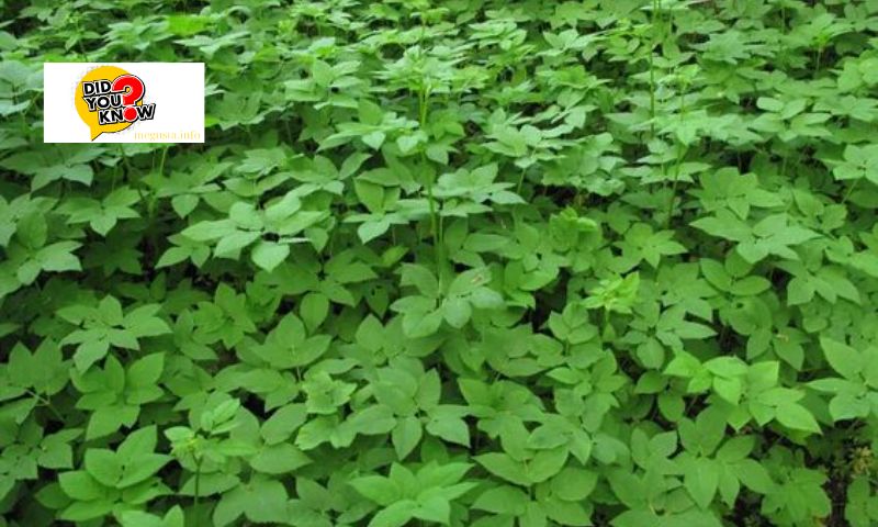 List of Common Weeds in Vietnam